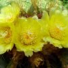 Notocactus magnificus 26